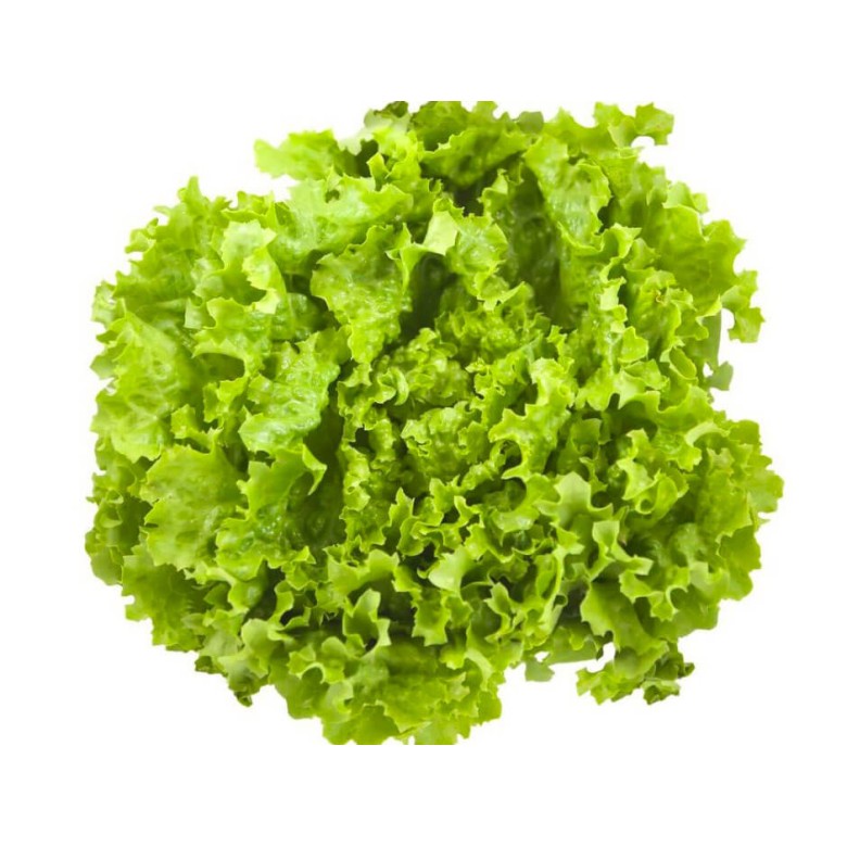 Lechuga BATAVIA Ecológica