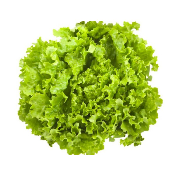 Lechuga BATAVIA Ecológica
