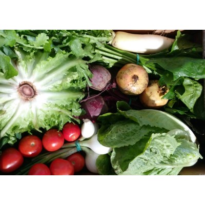 SALADS ECOBASKET