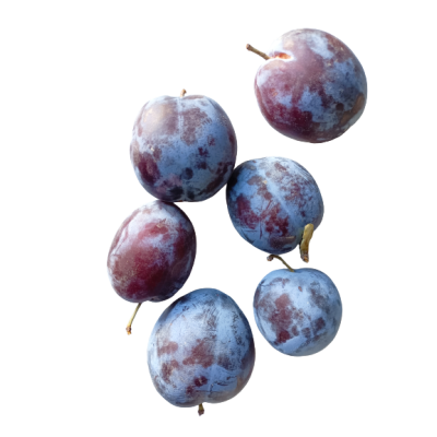 Long Red CLAUDIA Plum Organic