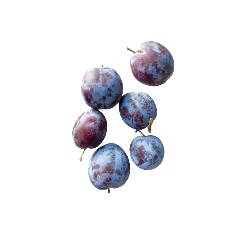 Long Red CLAUDIA Plum Organic