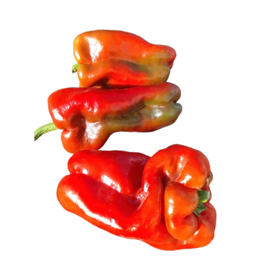 Pimiento LAMUYO ROJO ecológico 