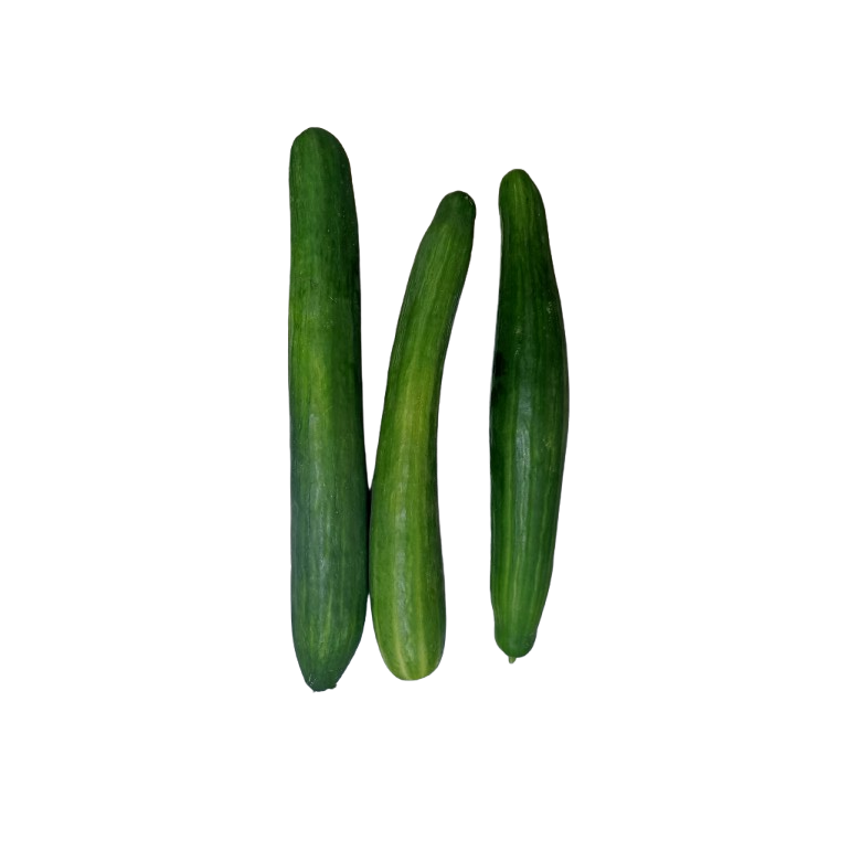 Long cucumber Dutch variety OFFER Organic