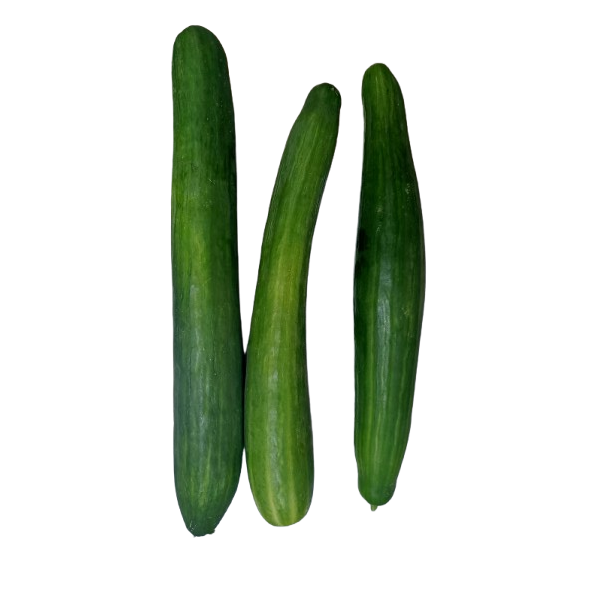 Long cucumber Dutch variety OFFER Organic
