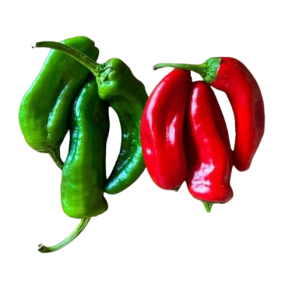 RED and GREEN Padrón peppers organic