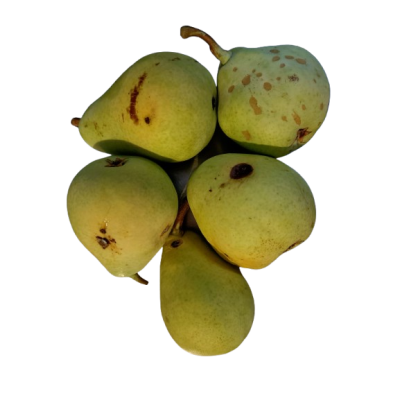 Ercolini Pears (Second Class) organic