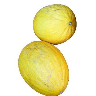 Canary YELLOW Melon Organic