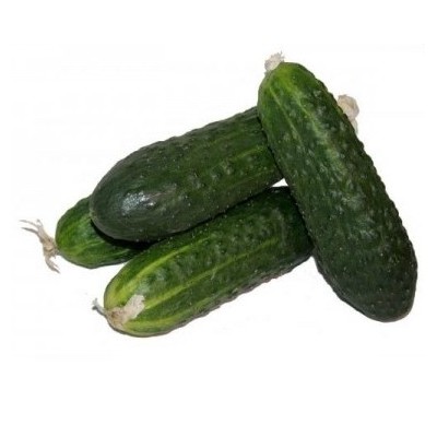 Short Cucumber Organic