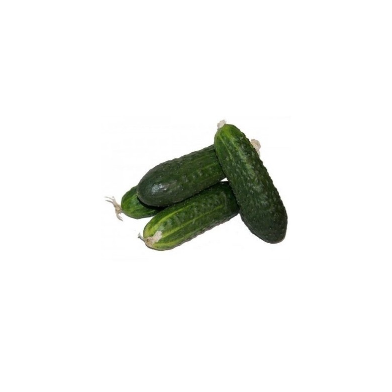 Short Cucumber Organic
