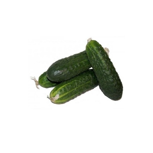 Pepino Corto PROD. PROPIA Ecológico