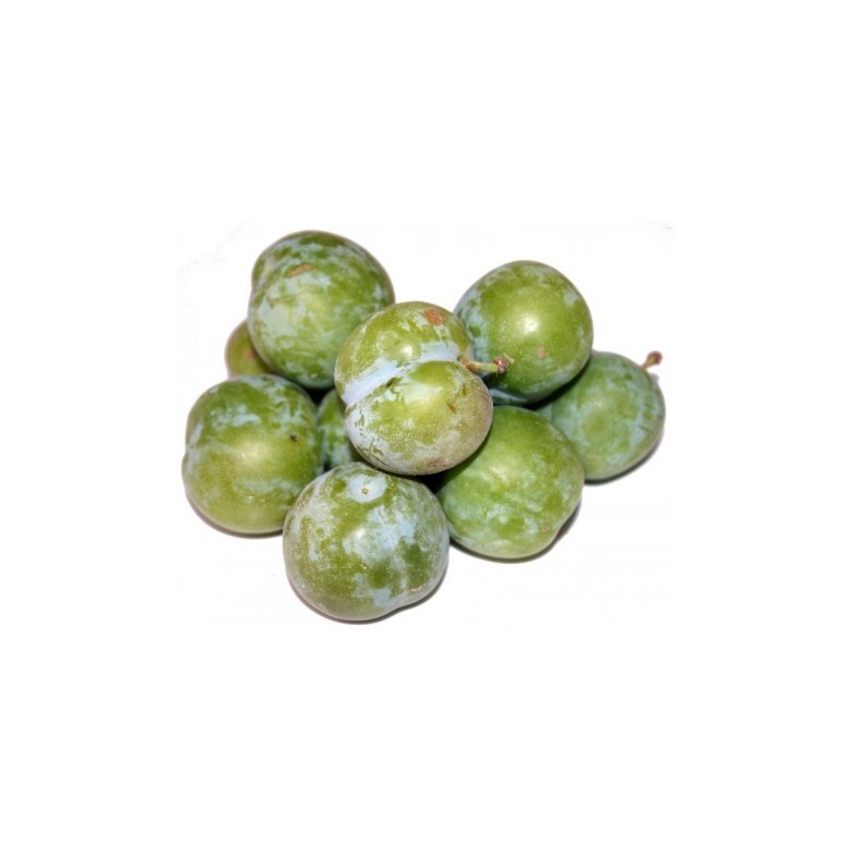 CLAUDIA GREEN ROUND Plum Organic